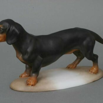 Dachshund, short-haired